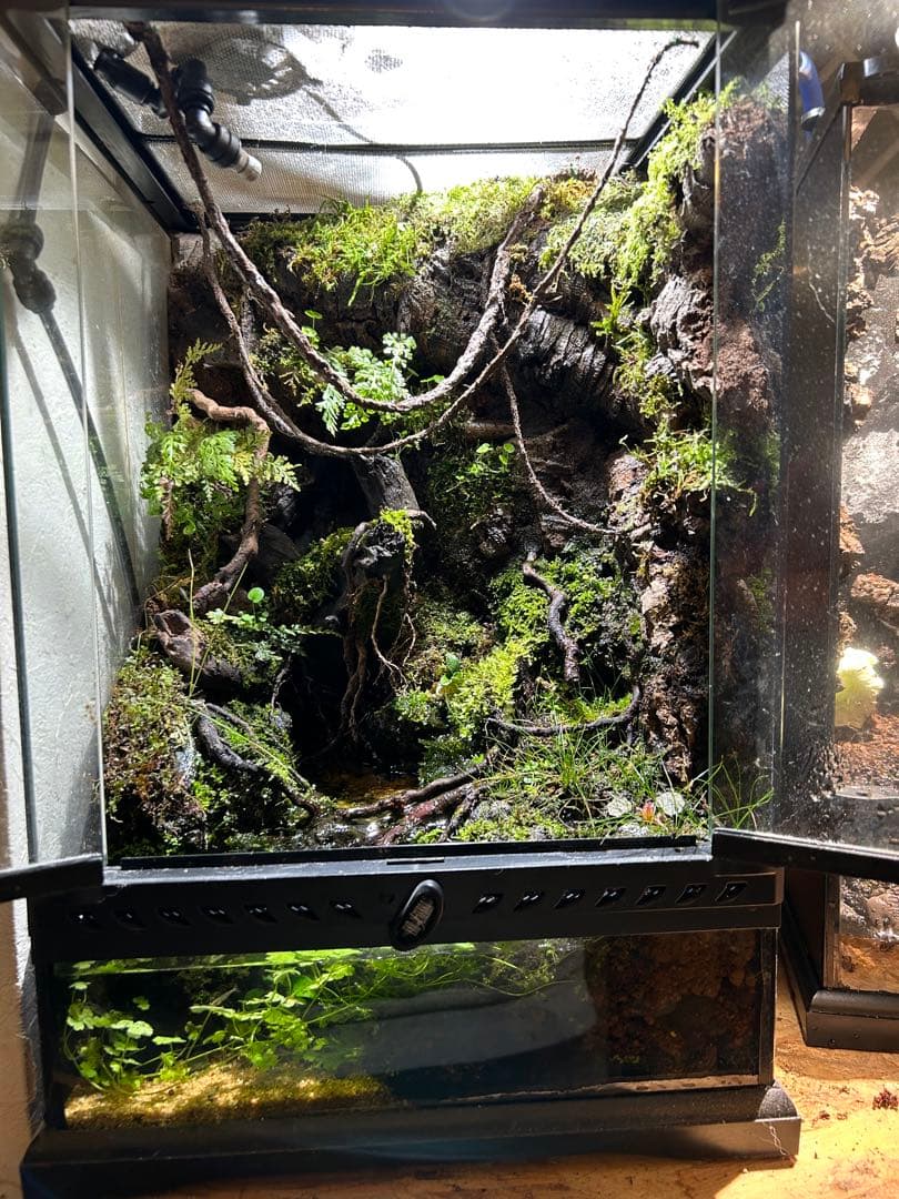 グラステラリウム3045 レイアウト品