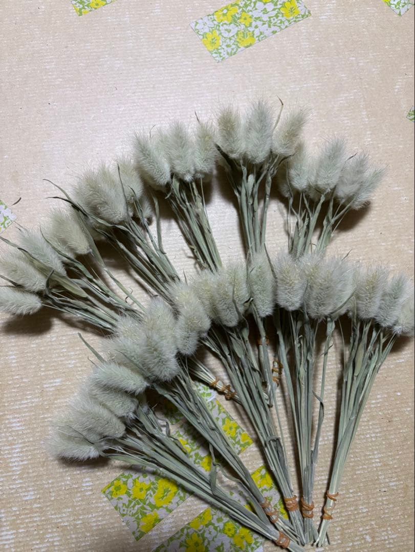 ドライフラワー ラグラスオバタス