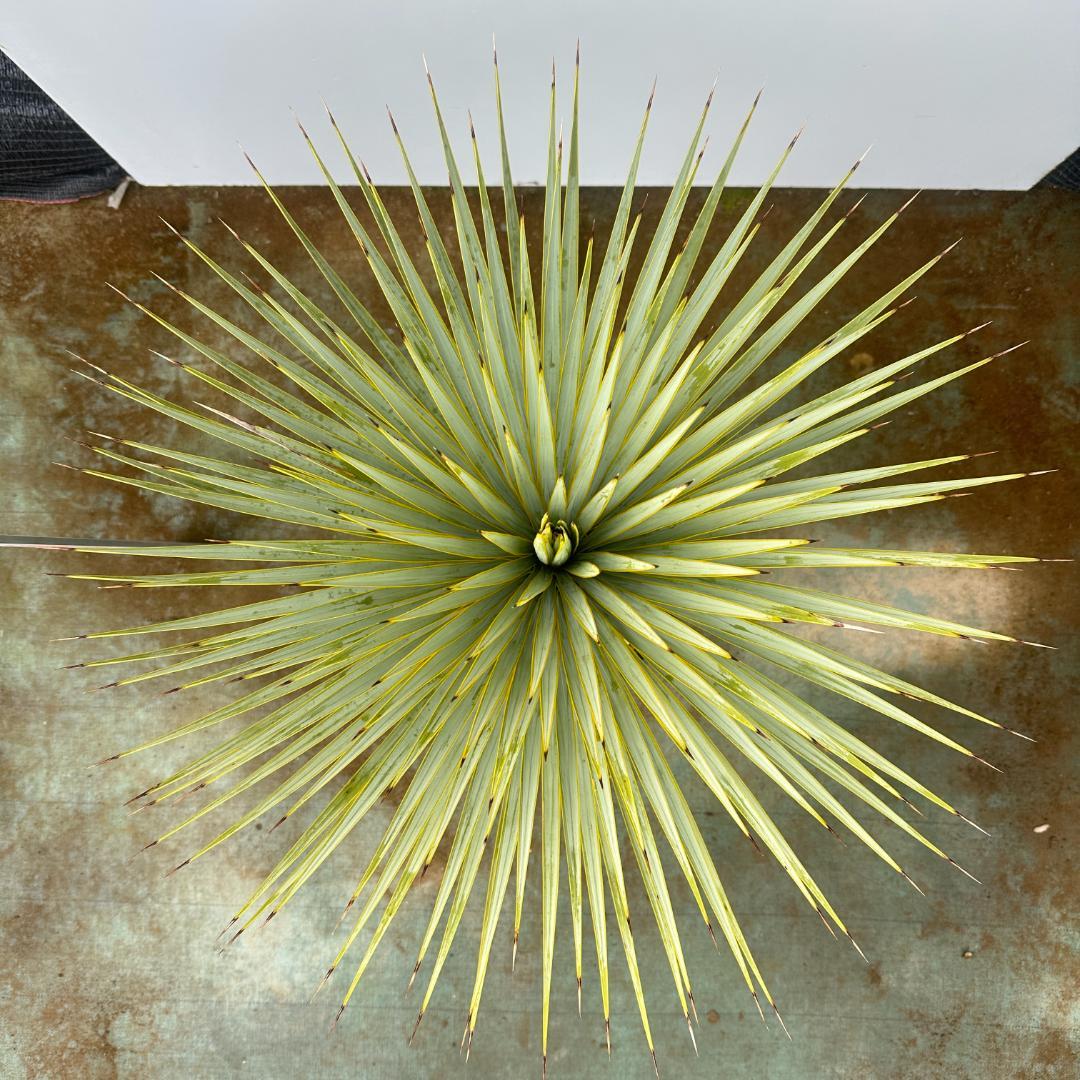 ユッカ　ロストラータ【24-663】超美形　シルバーブルー