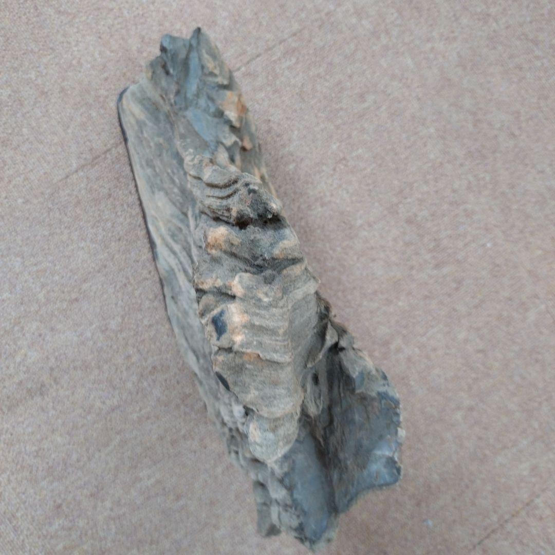 珪化木　水石　鑑賞用