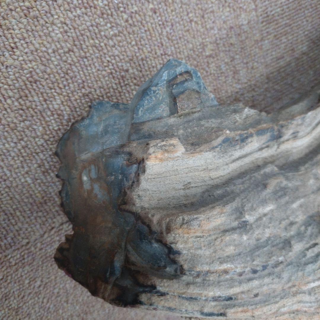 珪化木　水石　鑑賞用