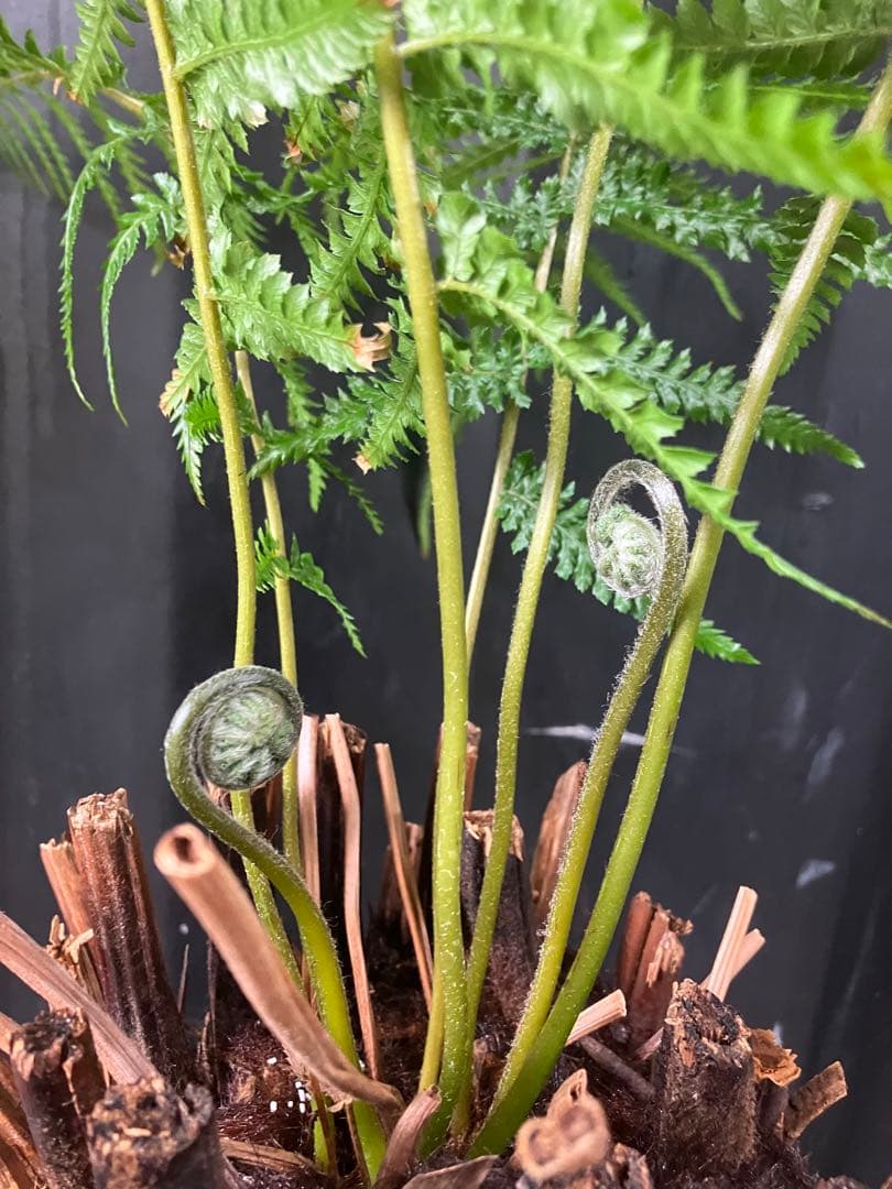 希少❗️ タスマニア産 幹太ディクソニア　アンタルクティカ 発根済み　シダ植物