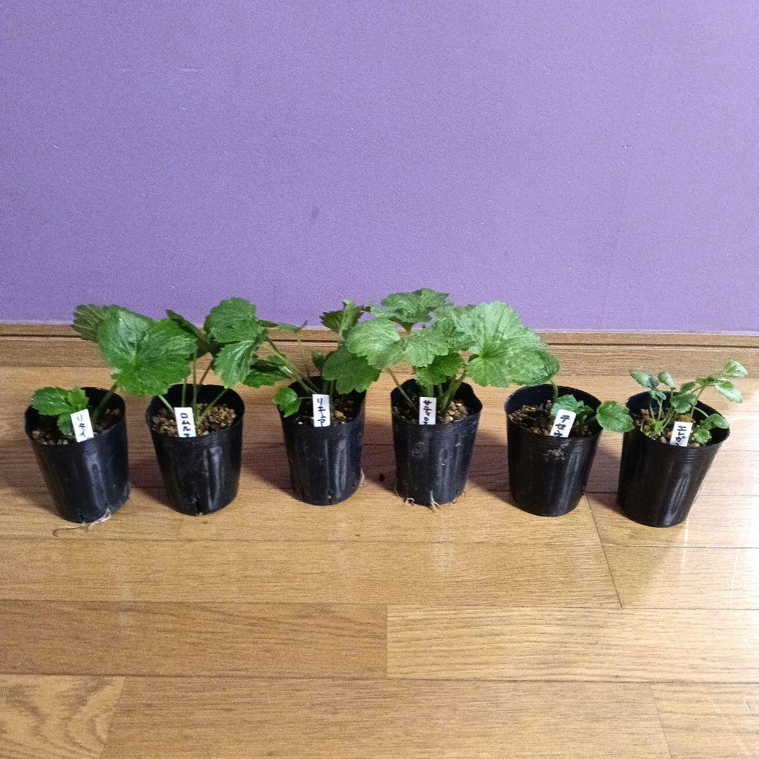 ラナンキュラスラックス 芽出し苗 6種セット！⑨