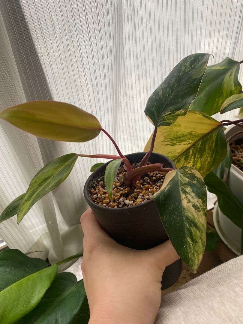 ルブラオーレア マクラタ