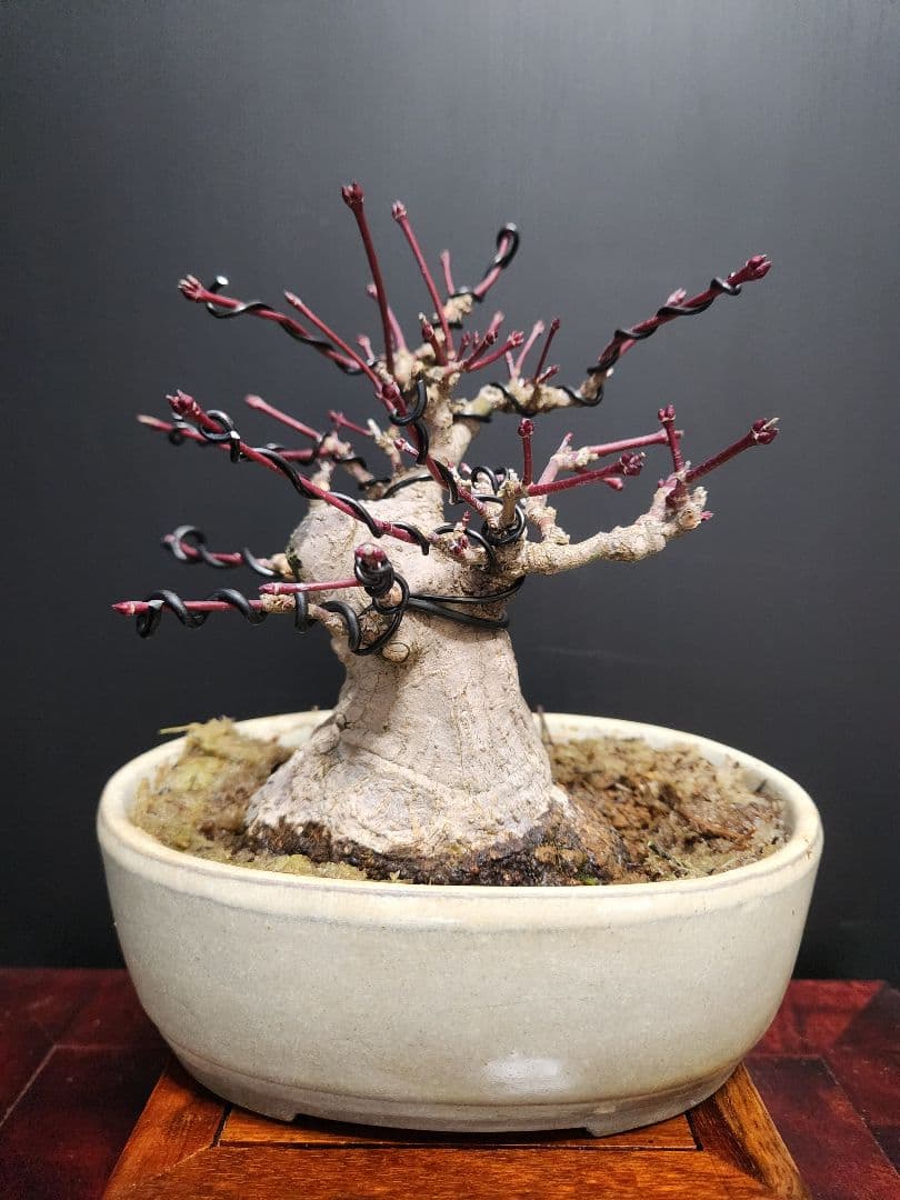 もみじ　紅葉　モミジ　極太紅葉　楓　カエデ　小品盆栽