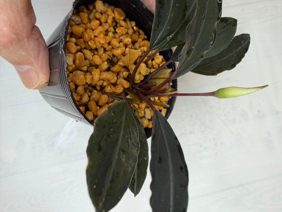 ⭐︎Bucephalandra motleyana 根伏せ苗 中株 /Padawn