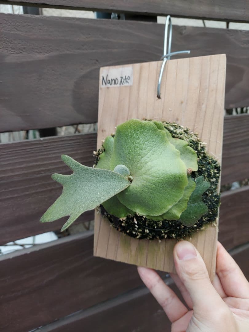 willinckii dwarf Nano　胞子培養　2　ビカクシダ