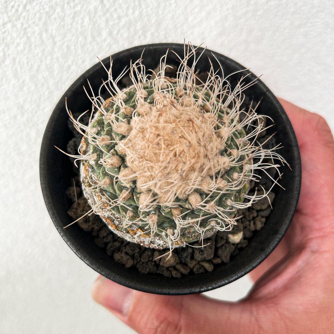 サボテン　菊水　渋谷英一　実生