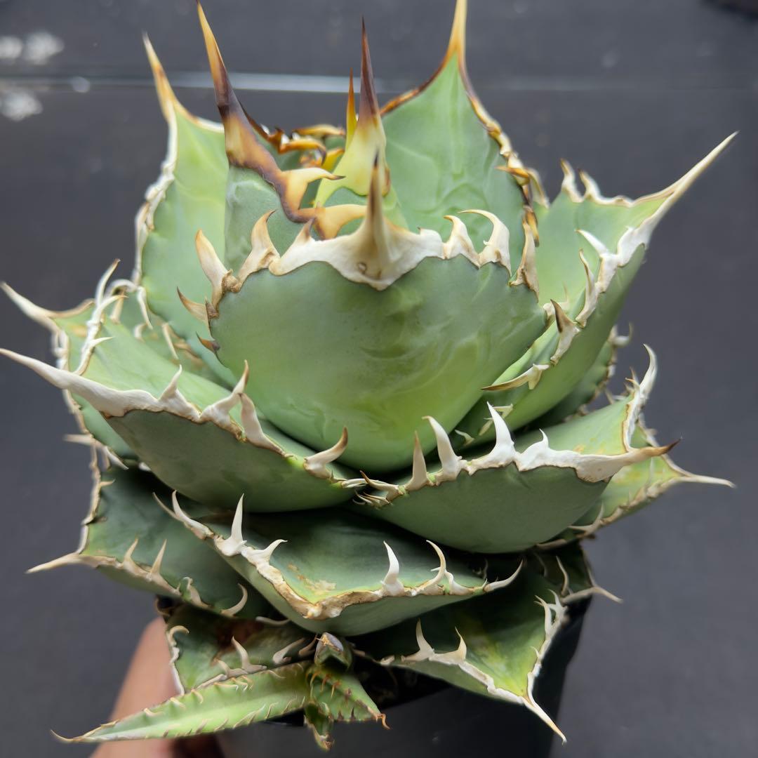 アガベ　オテロイ　実生株　大株現物　子株付き