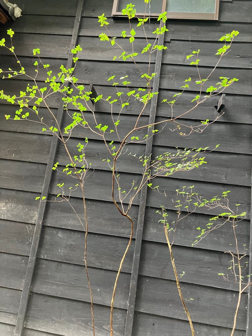 73 山採り　ミツバツツジ