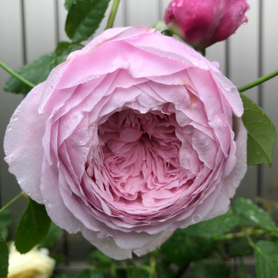 ＊ひろりん様確認用＊ピンクのバラ苗　ばら苗　挿し木苗　薄ピンク