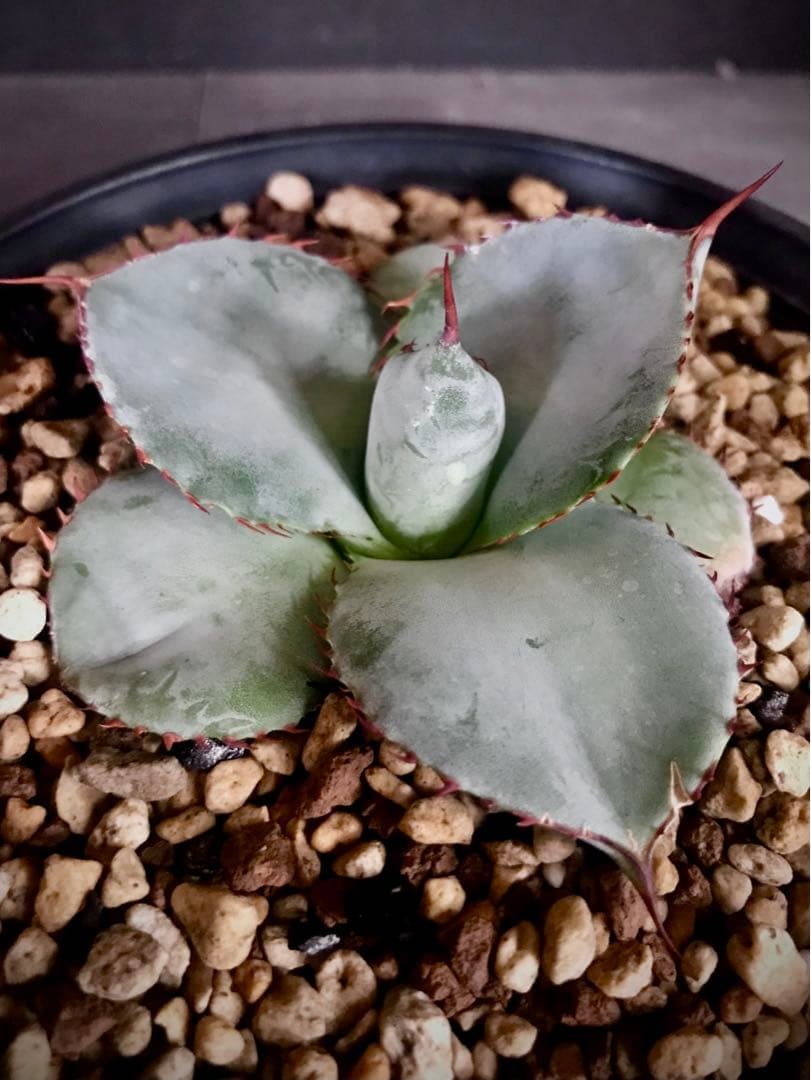 アガベ グアダラハラナ ドワーフ　圓葉達磨