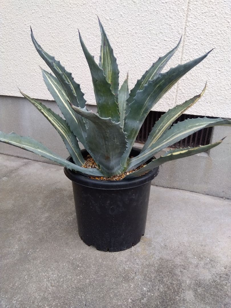 アガベ　アメリカーナ　白縞斑　大株80センチ❗　②