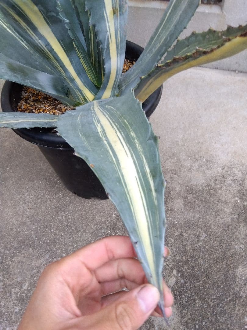 アガベ　アメリカーナ　白縞斑　大株80センチ❗　②