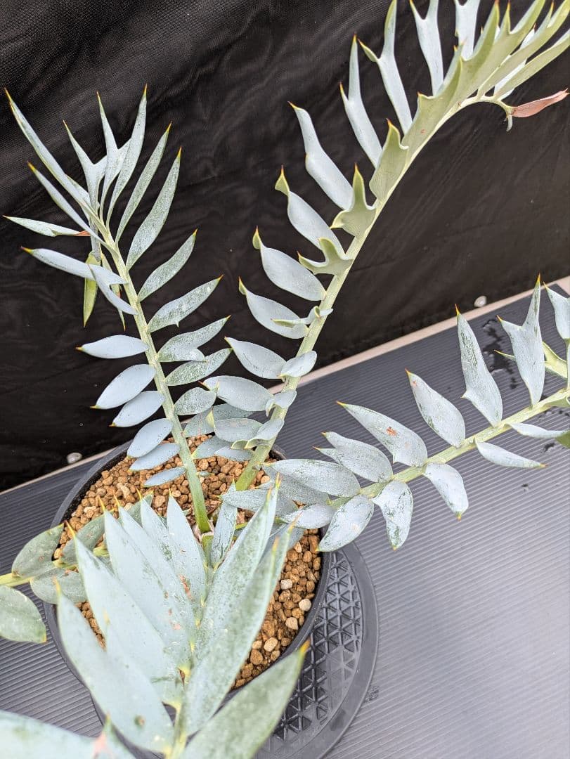 エンセファラルトス ホリダス 葉性最高 かわいい幹サイズ