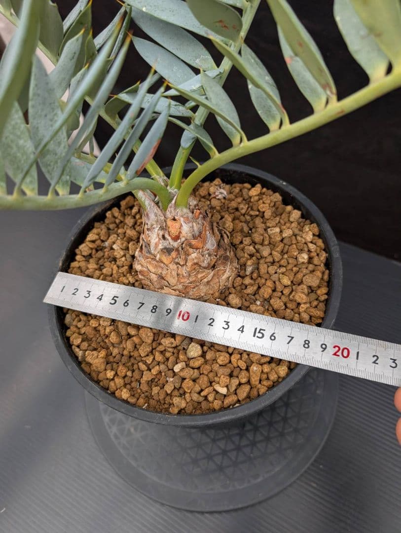 エンセファラルトス ホリダス 葉性最高 かわいい幹サイズ