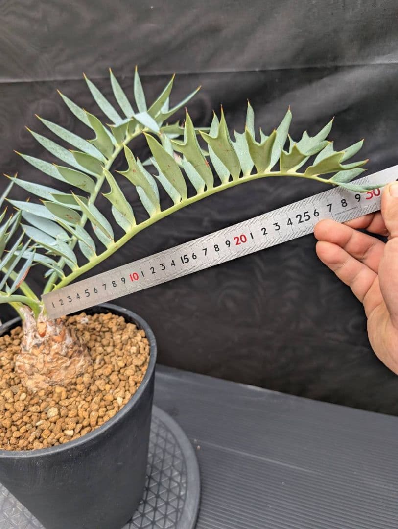 エンセファラルトス ホリダス 葉性最高 かわいい幹サイズ