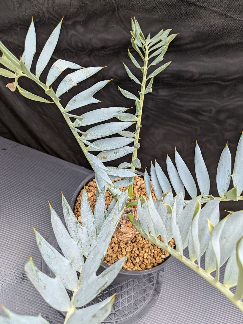 エンセファラルトス ホリダス 葉性最高 かわいい幹サイズ