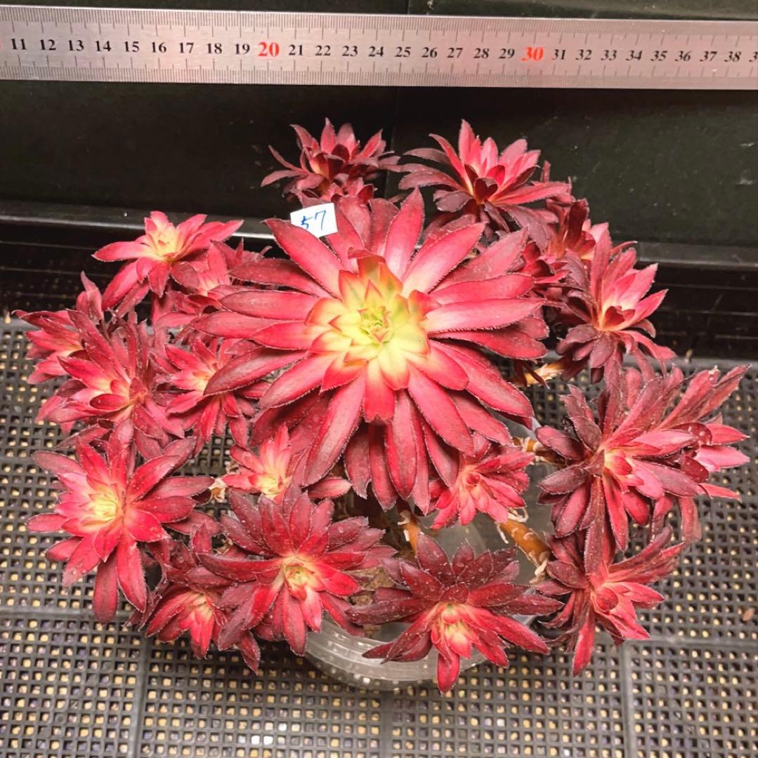 57#多肉植物❤️アエオニウム錦❤️朱雀錦❤️1大頭19小頭28cm拔き苗