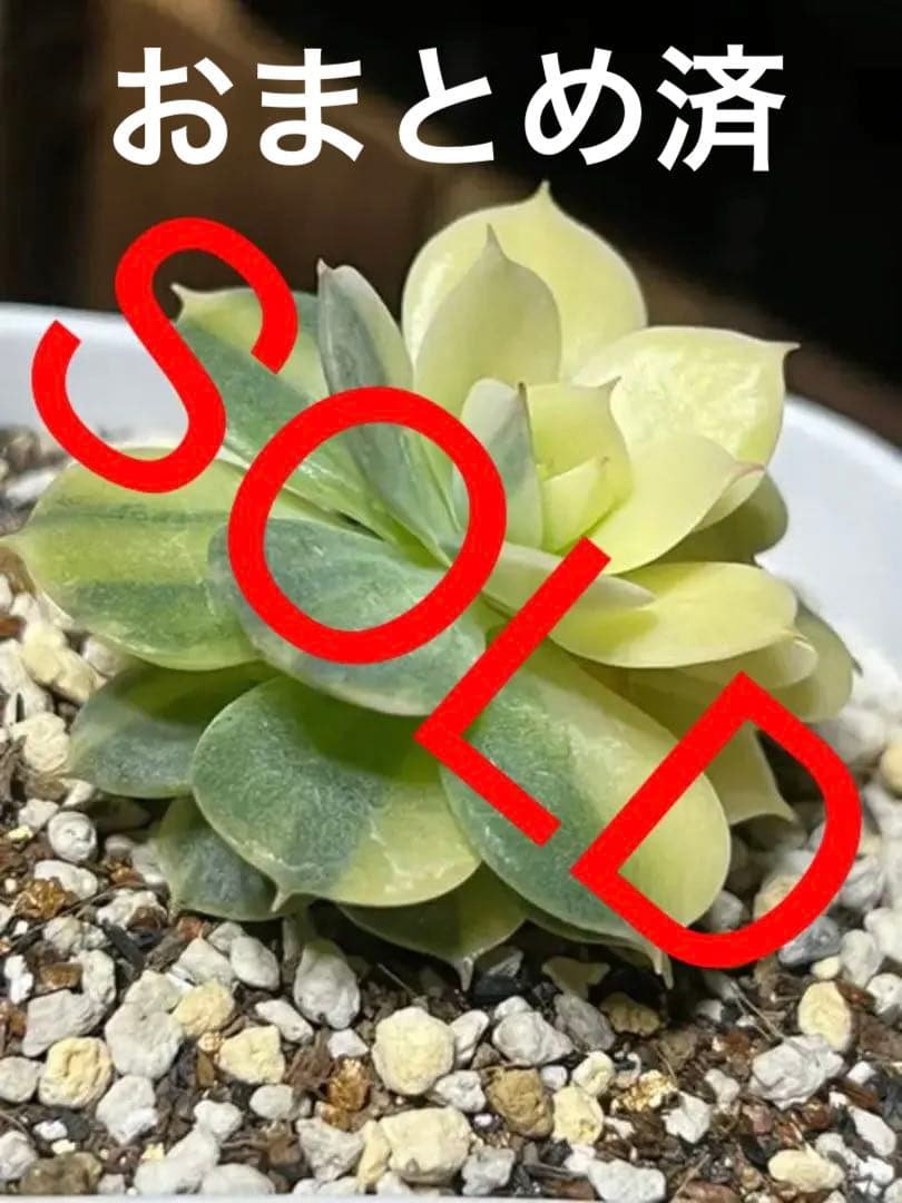 ローラ錦   抜き苗