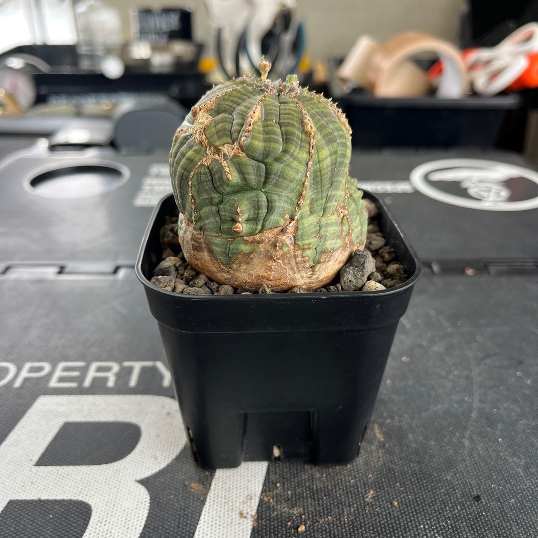 ユーフォルビア　オベサ　モンスト　オールド