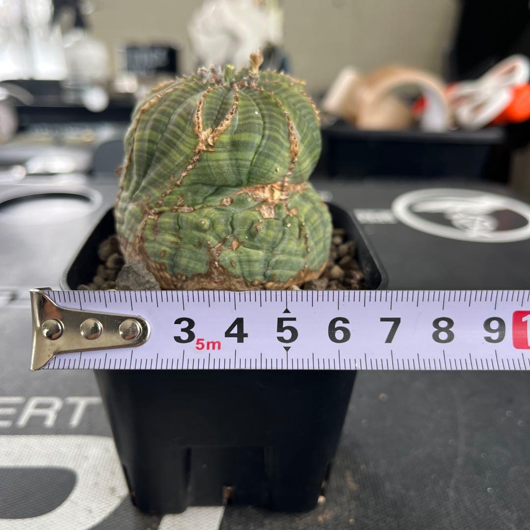 ユーフォルビア　オベサ　モンスト　オールド