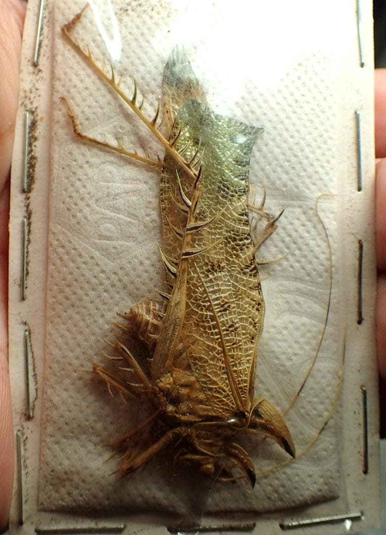 南米のサルオガセギス