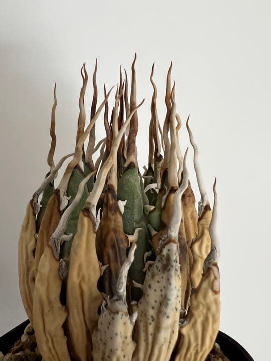 ◾️エボリスピナ陽炎⑥◾️エグいうねり 陽炎 ホワイトスパイン 発根管理中