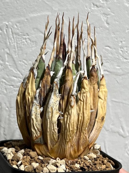 ◾️エボリスピナ陽炎⑥◾️エグいうねり 陽炎 ホワイトスパイン 発根管理中