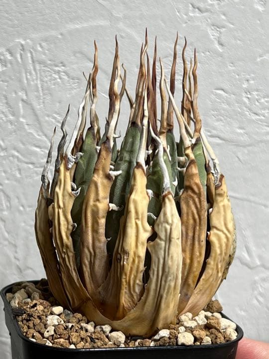 ◾️エボリスピナ陽炎⑥◾️エグいうねり 陽炎 ホワイトスパイン 発根管理中