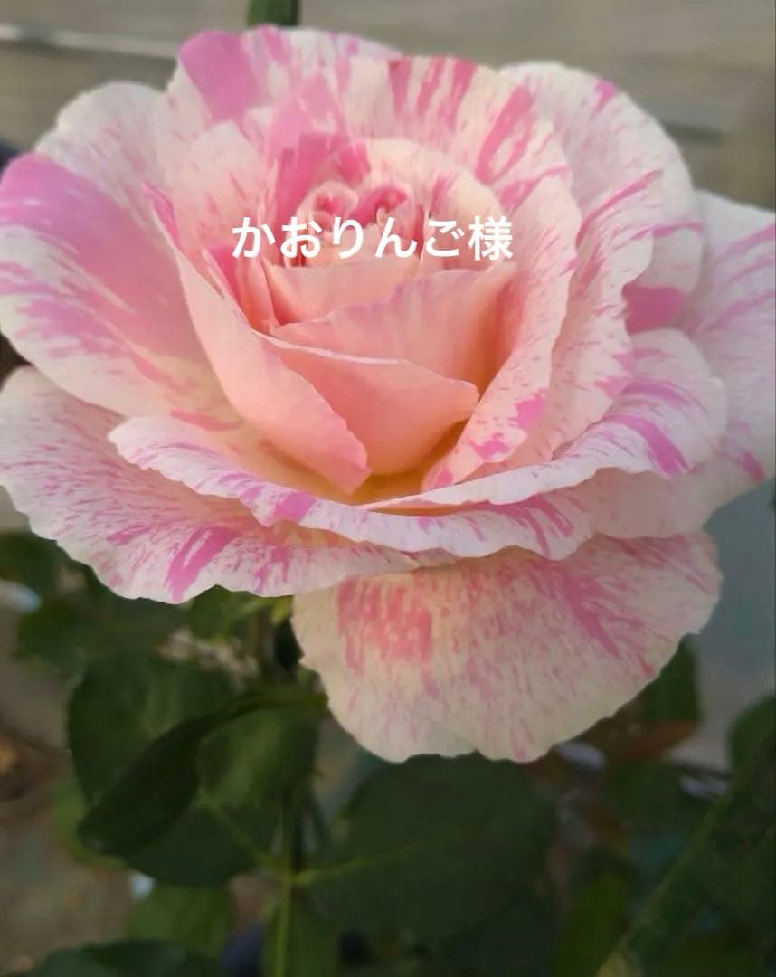 バラ苗　購入前にコメント