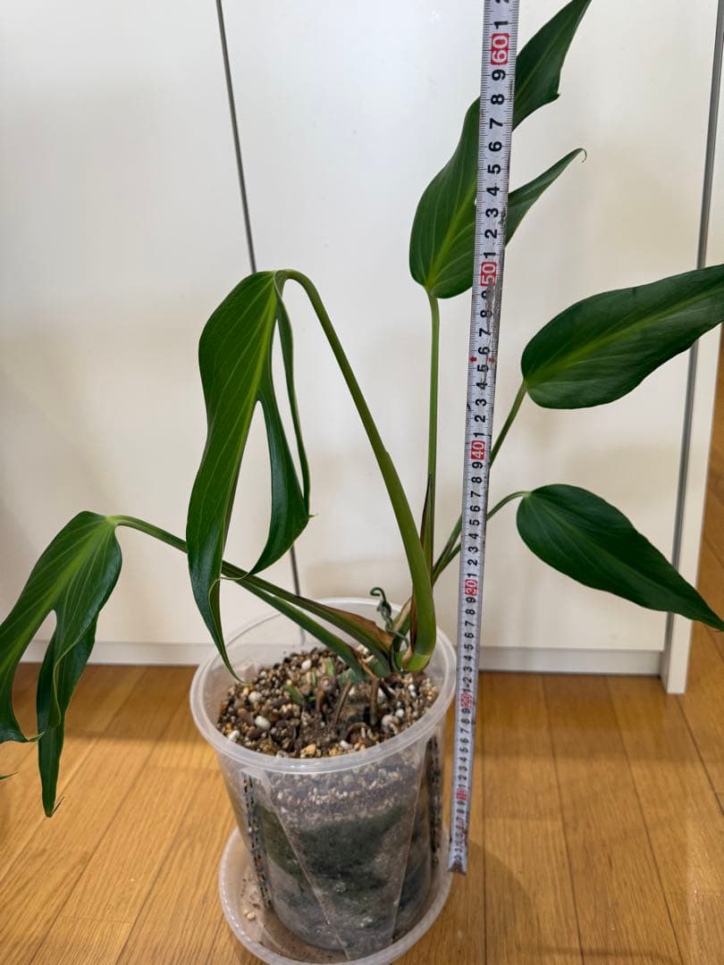 モンステラ　バールマルクス