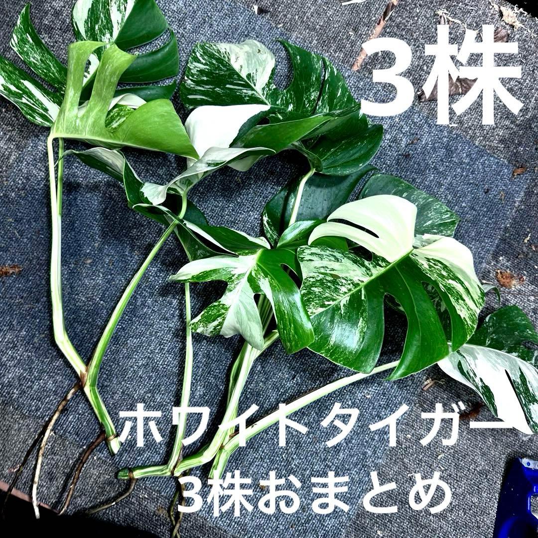 う*)様 斑入りモンステラホワイトタイガートップカット葉っぱ3枚付を3株おまとめ
