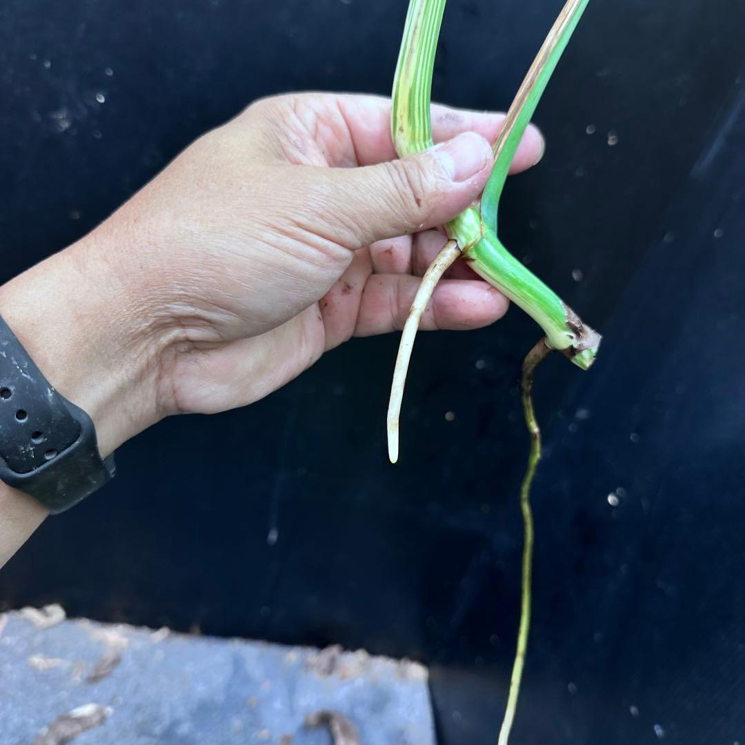 う*)様 斑入りモンステラホワイトタイガートップカット葉っぱ3枚付を3株おまとめ