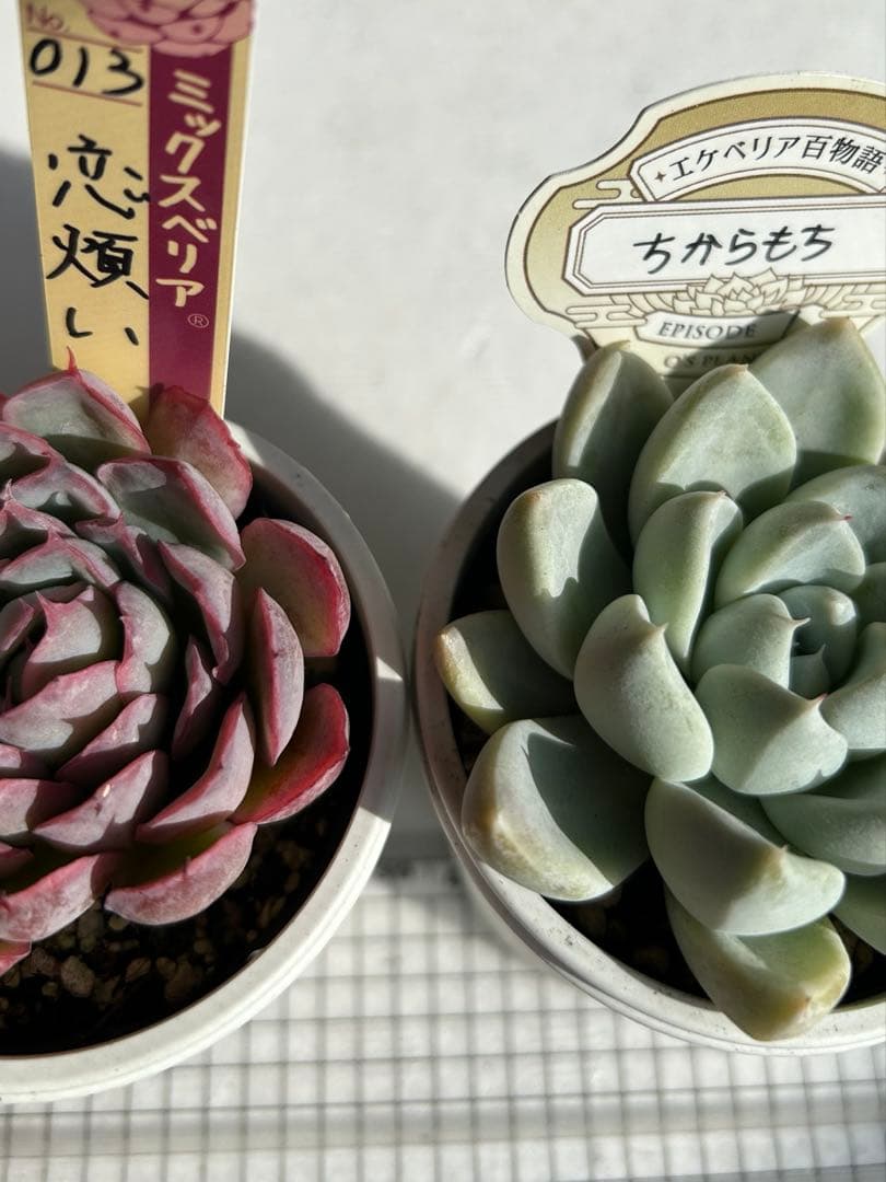 おらいさん苗　ミックスベリア　恋煩い　オーズプランツ　ちからもち