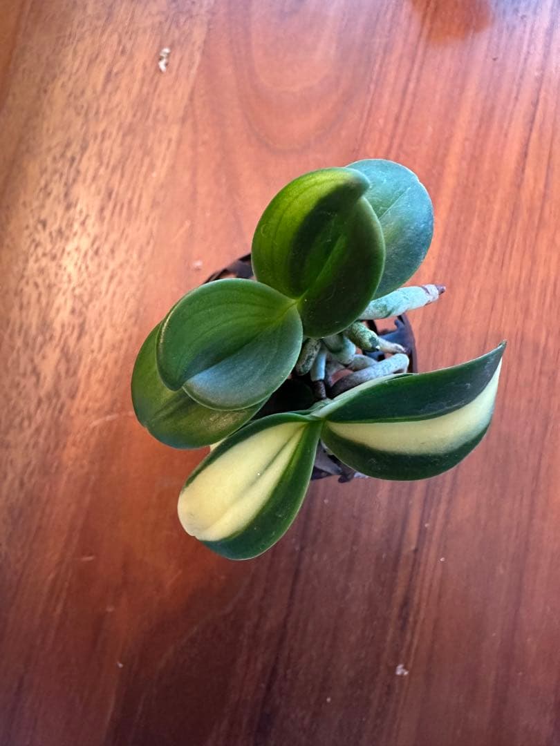 【 名護蘭 】明丸縞2個セット　365