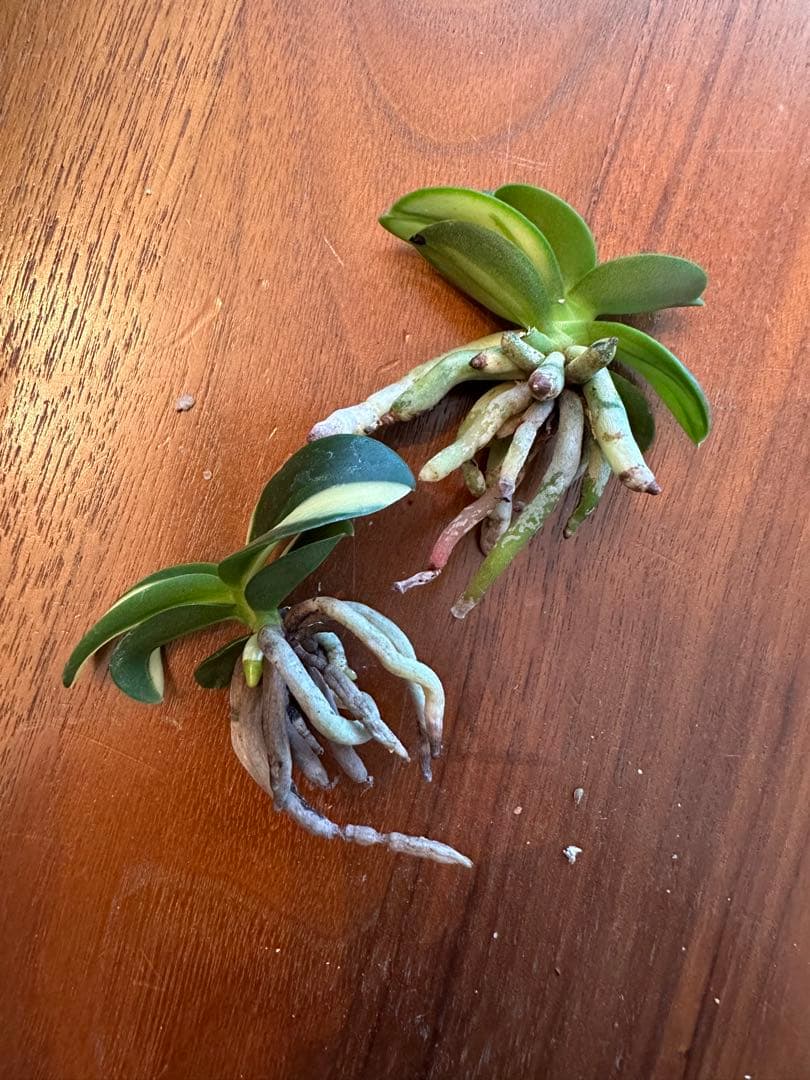 【 名護蘭 】明丸縞2個セット　365