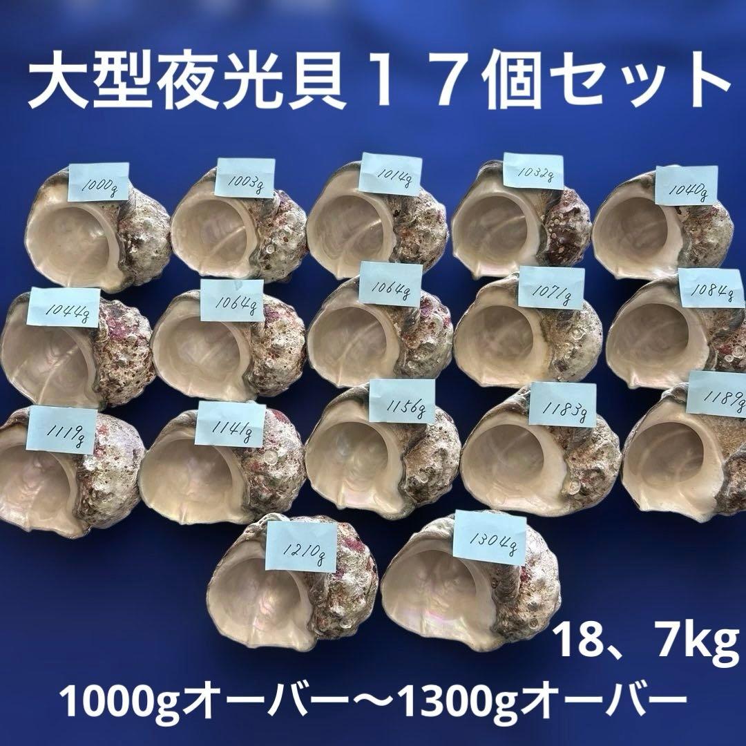 大型夜光貝　ヤコウ貝　まとめ売り　17個　　　18、7kg アクセサリー　ルアー