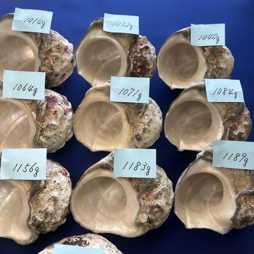 大型夜光貝　ヤコウ貝　まとめ売り　17個　　　18、7kg アクセサリー　ルアー