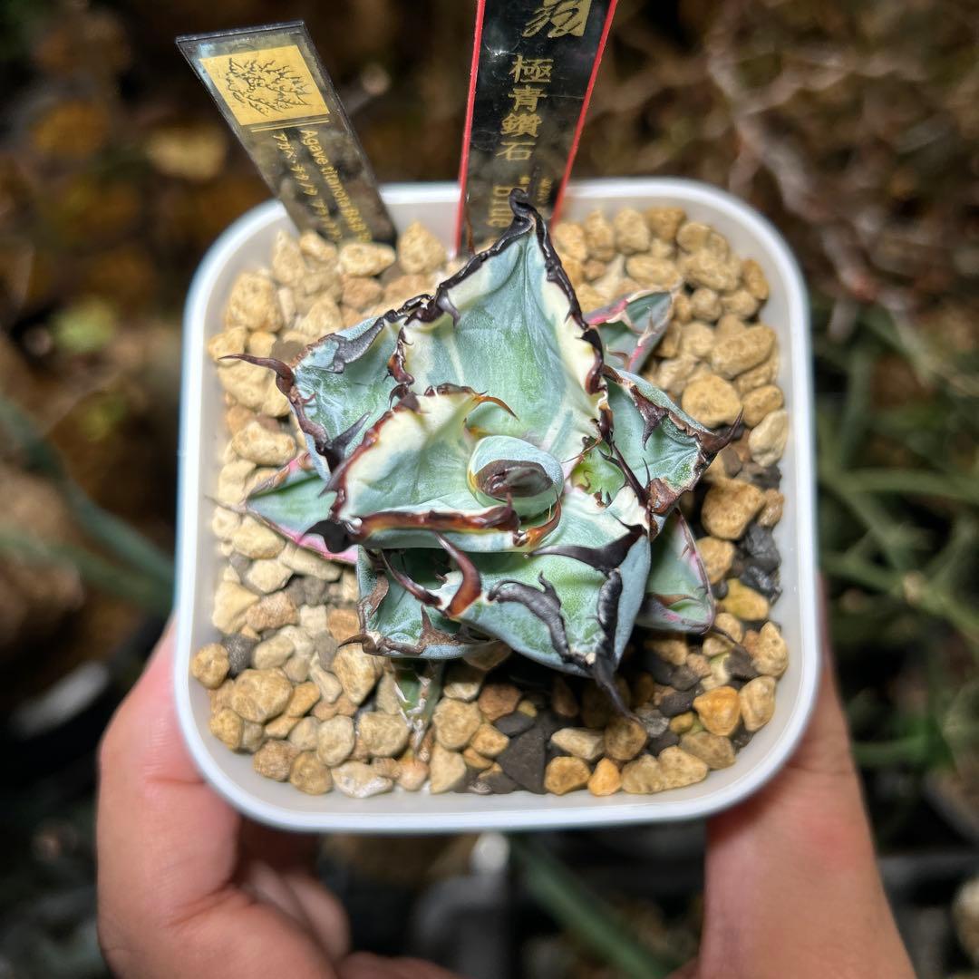 【超コンパクト】 チタノタ BB錦 白覆輪斑 ブラックアンドブルー錦 発根済み