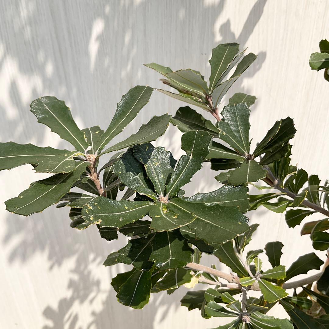 バンクシアコースト　/176