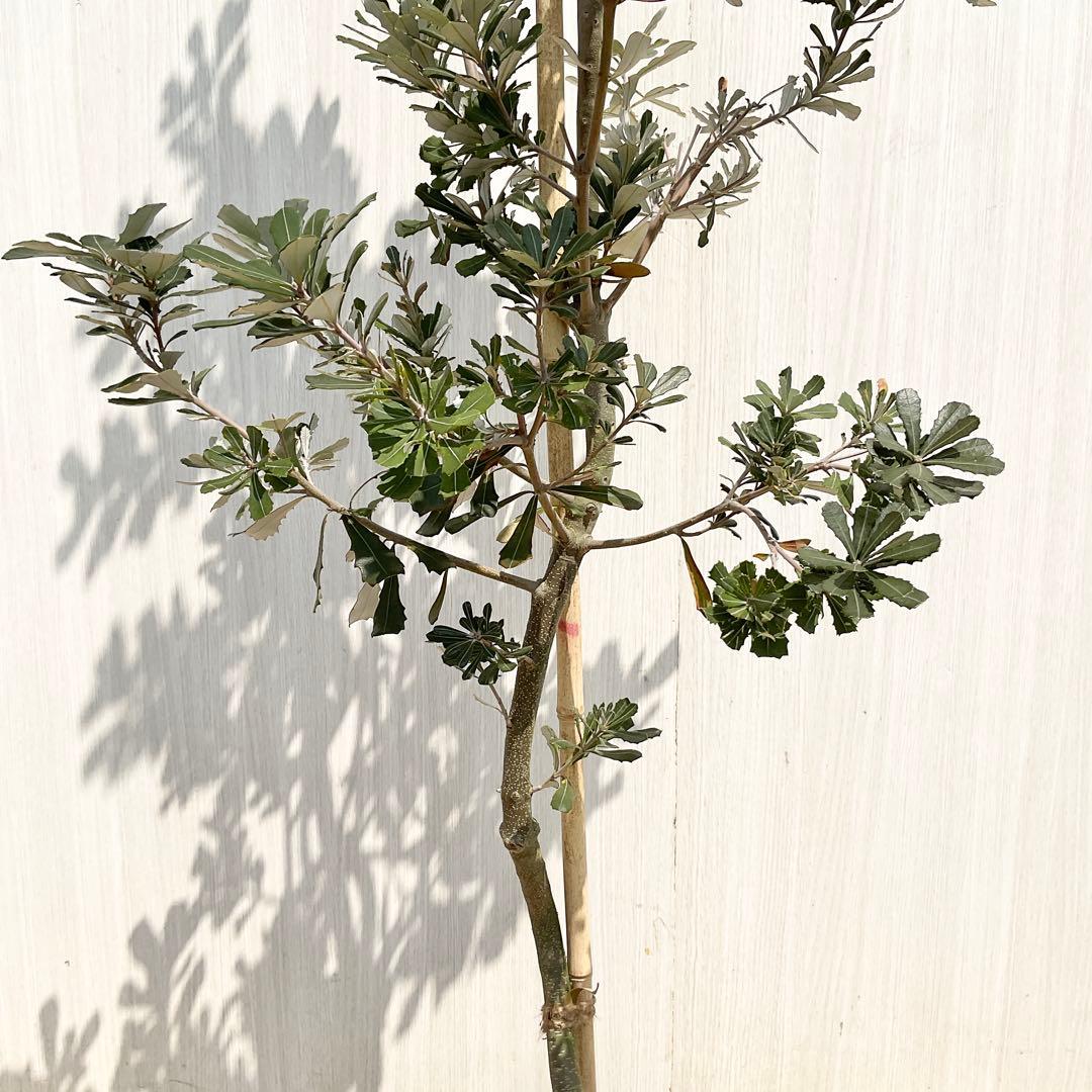 バンクシアコースト　/176