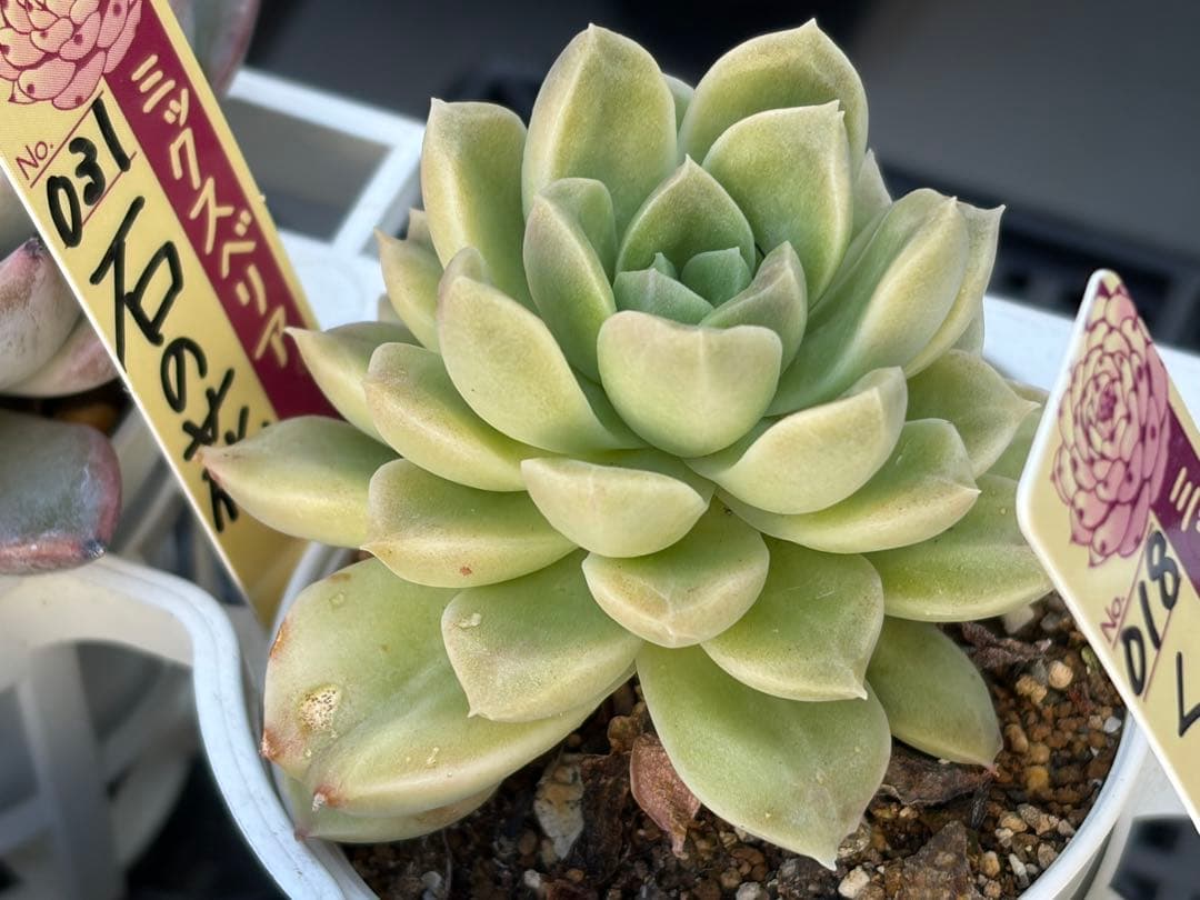 ＊ぽぽ＊さま専用 おらいさん苗30個セット　ミックスベリア　エケベリア多肉