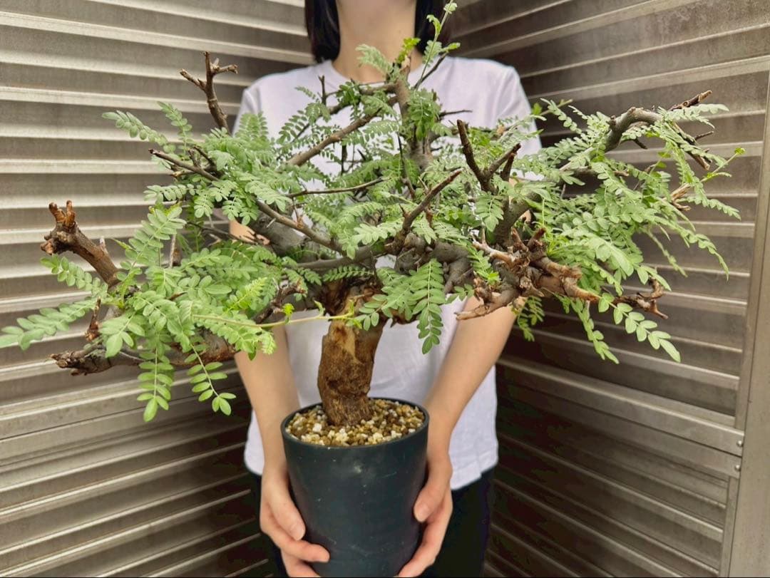 ボスウェリア ネグレクタ ブラックスキン 特大株 冬支度特価