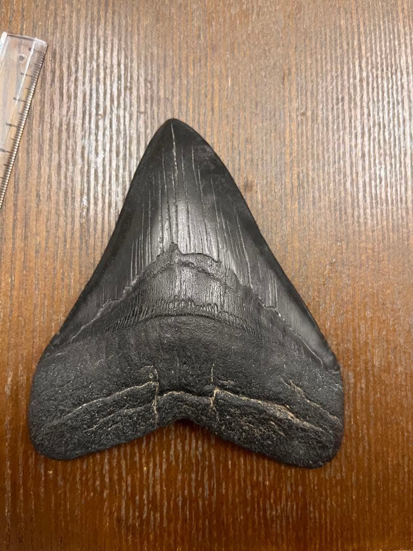 メガロドンの化石