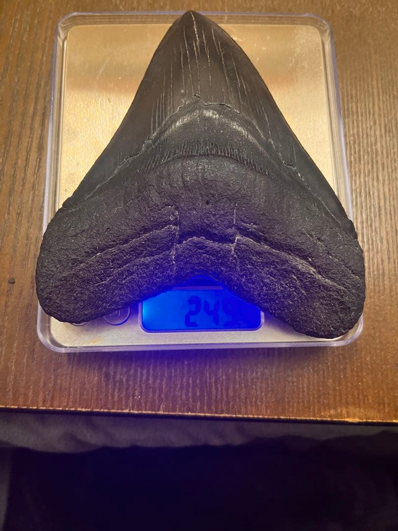 メガロドンの化石