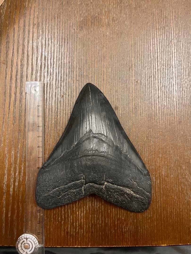 メガロドンの化石