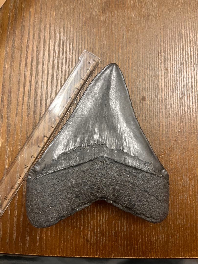 メガロドンの化石