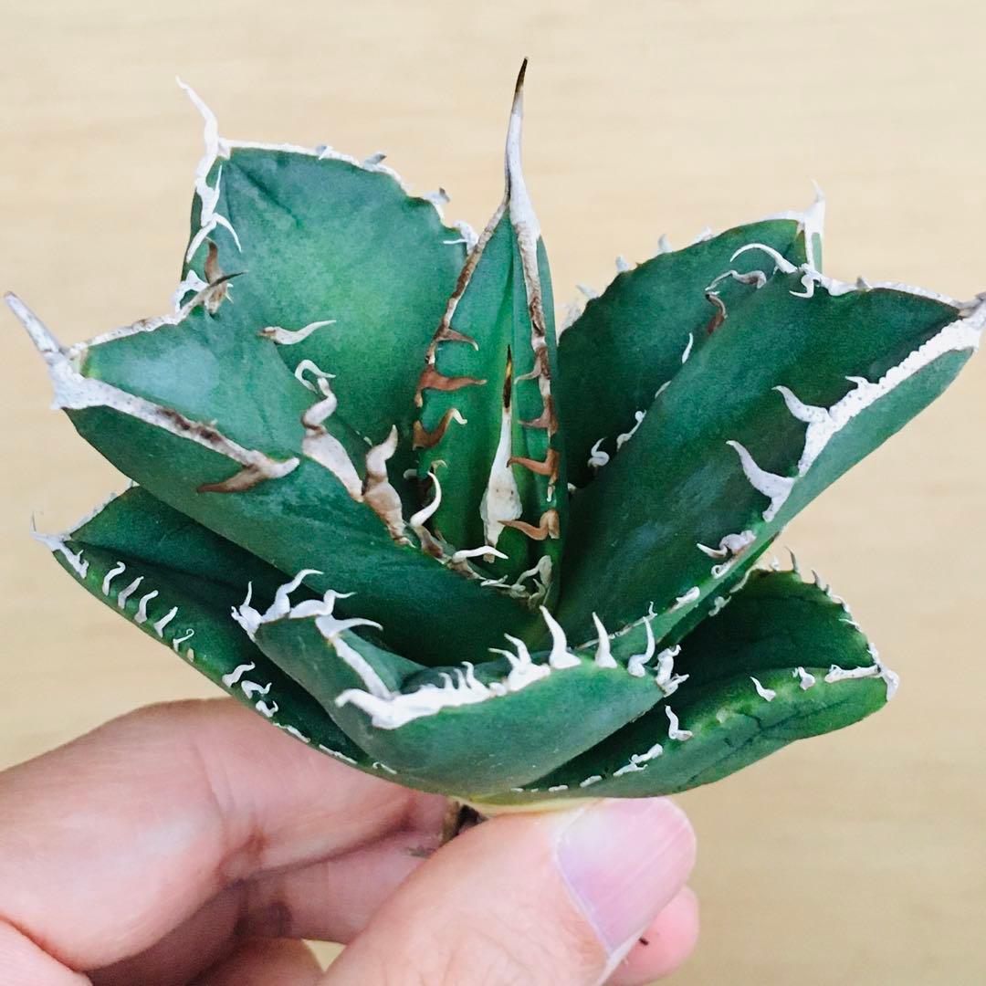 7-8 SAD 南アフリカダイヤモンド TC株 アガベ チタノタ