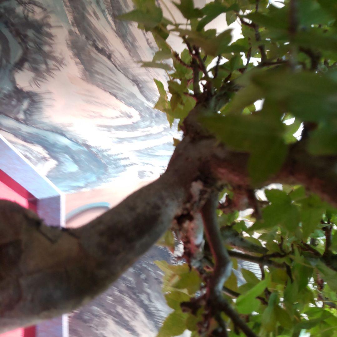 P*)様 石付きカエデ盆栽